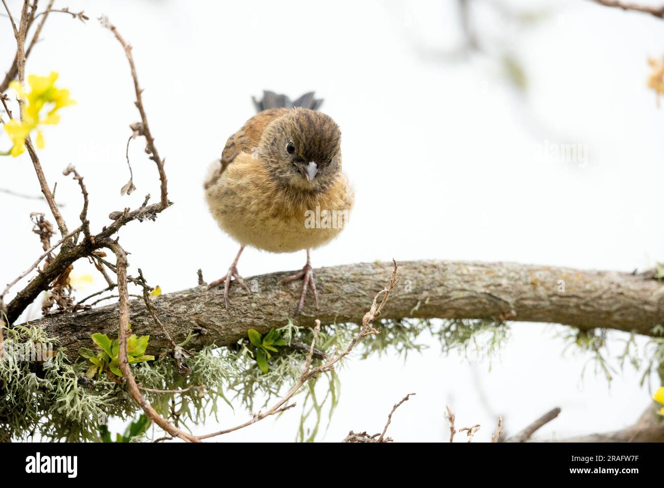 Dark eyed Junco Foto Stock