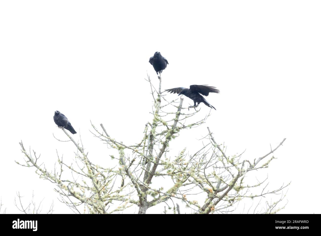 Tre corvi americani su Pine Tree Foto Stock