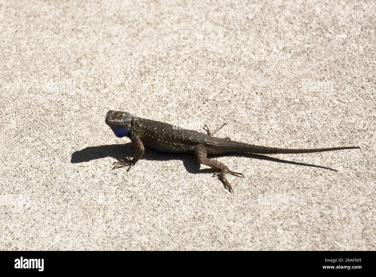Immagine ravvicinata di una piccola e graziosa lucertola marrone con coda lunga che strisciava su zampe e zampe Foto Stock