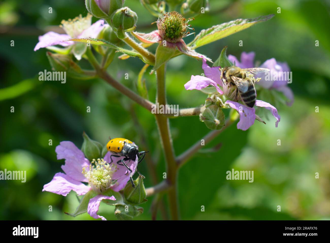 Insetto naturale Foto Stock