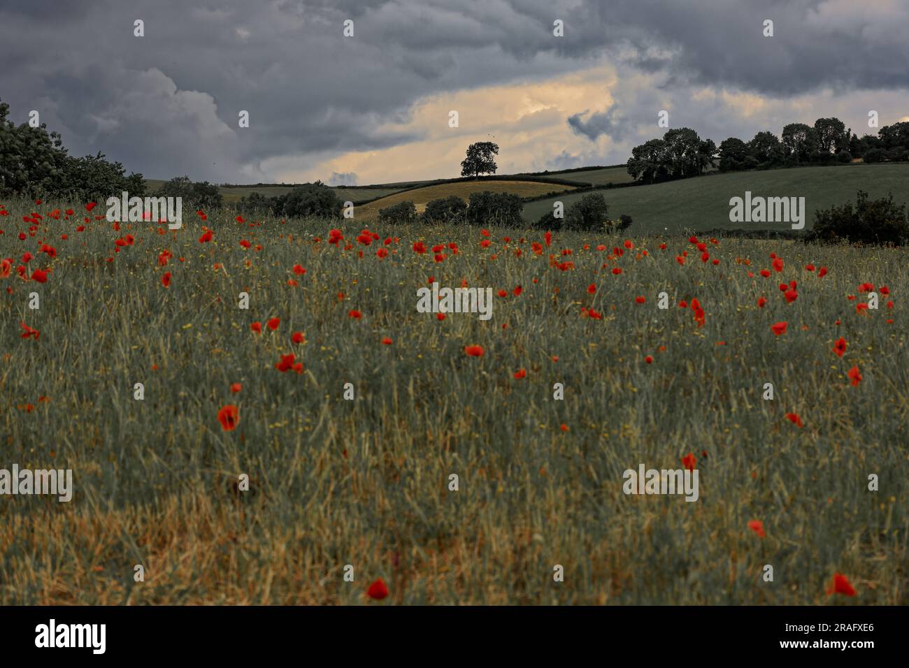 Un vivace papavero scarlatto si erge alto e orgoglioso in mezzo a un vasto prato, con i suoi delicati petali che raggiungono con grazia il cielo aperto. Il verde lussureggiante Foto Stock