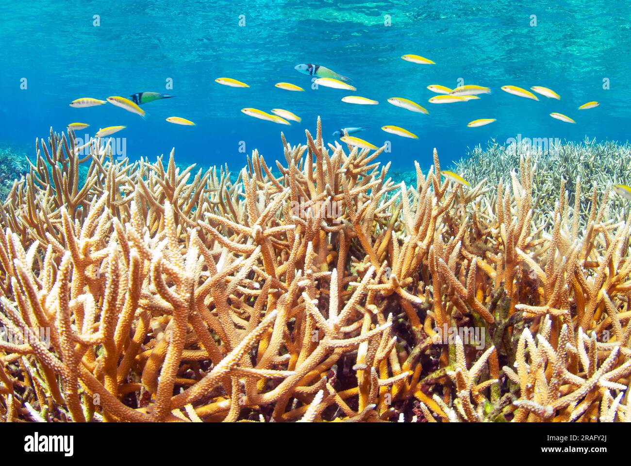 Pesci che nuotano sul corallo Staghorn (Acropora cervicornis) Foto Stock