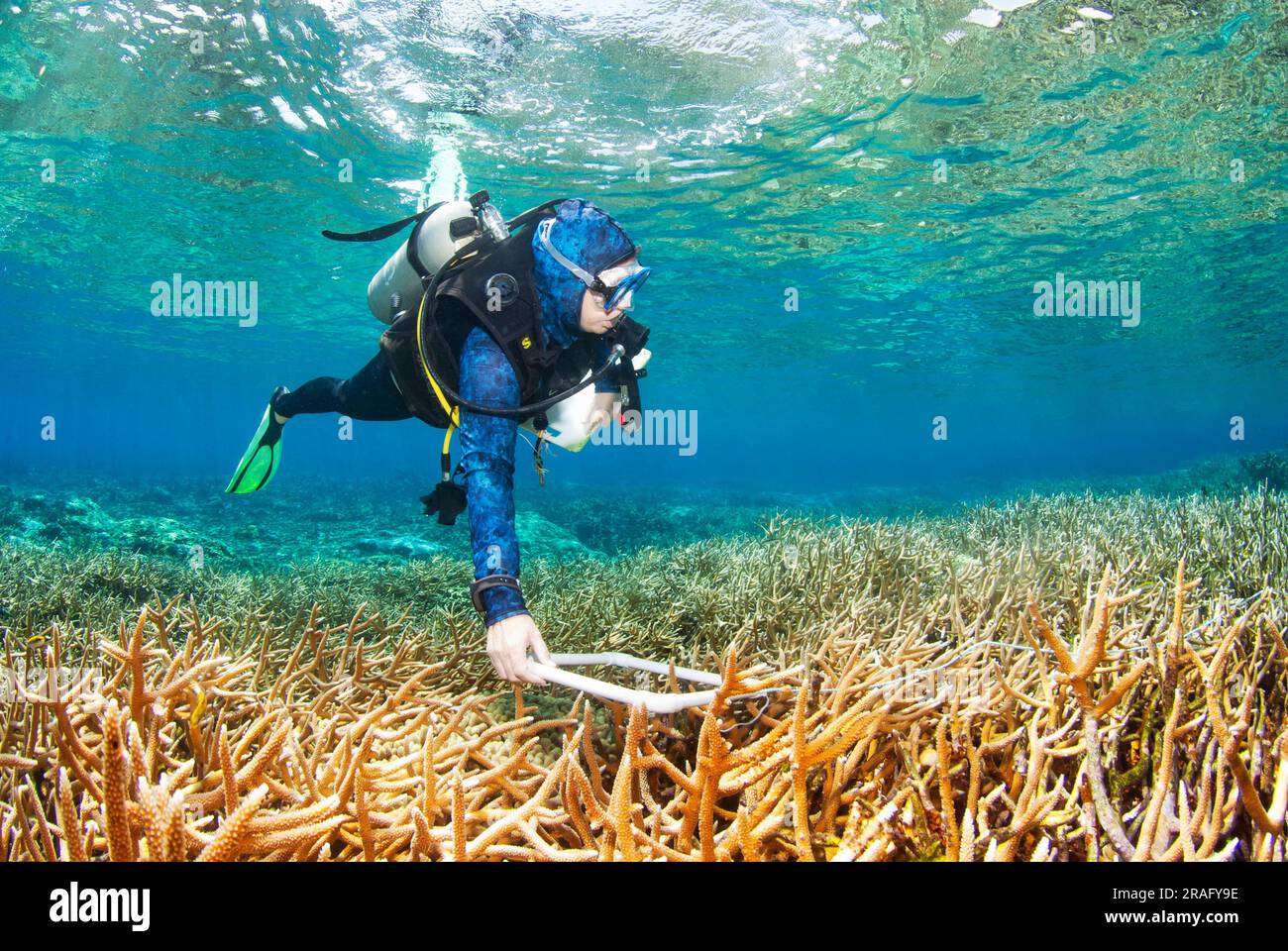 Biologi marini che si immergono nelle banche di Cordelia per attività di ricerca e monitoraggio della barriera corallina. Foto Stock