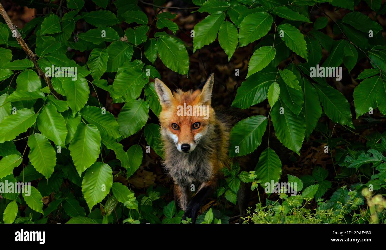 Una volpe rossa urbana che emerge dal fogliame. Foto Stock