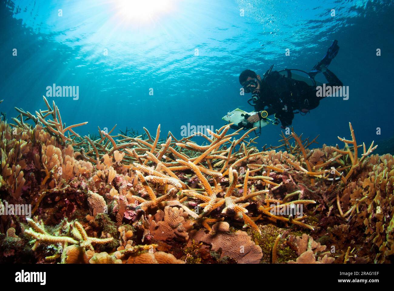 Biologo marino che studia corallo Staghorn (Acropora cervicornis) nelle rive di Cordelia. Foto Stock