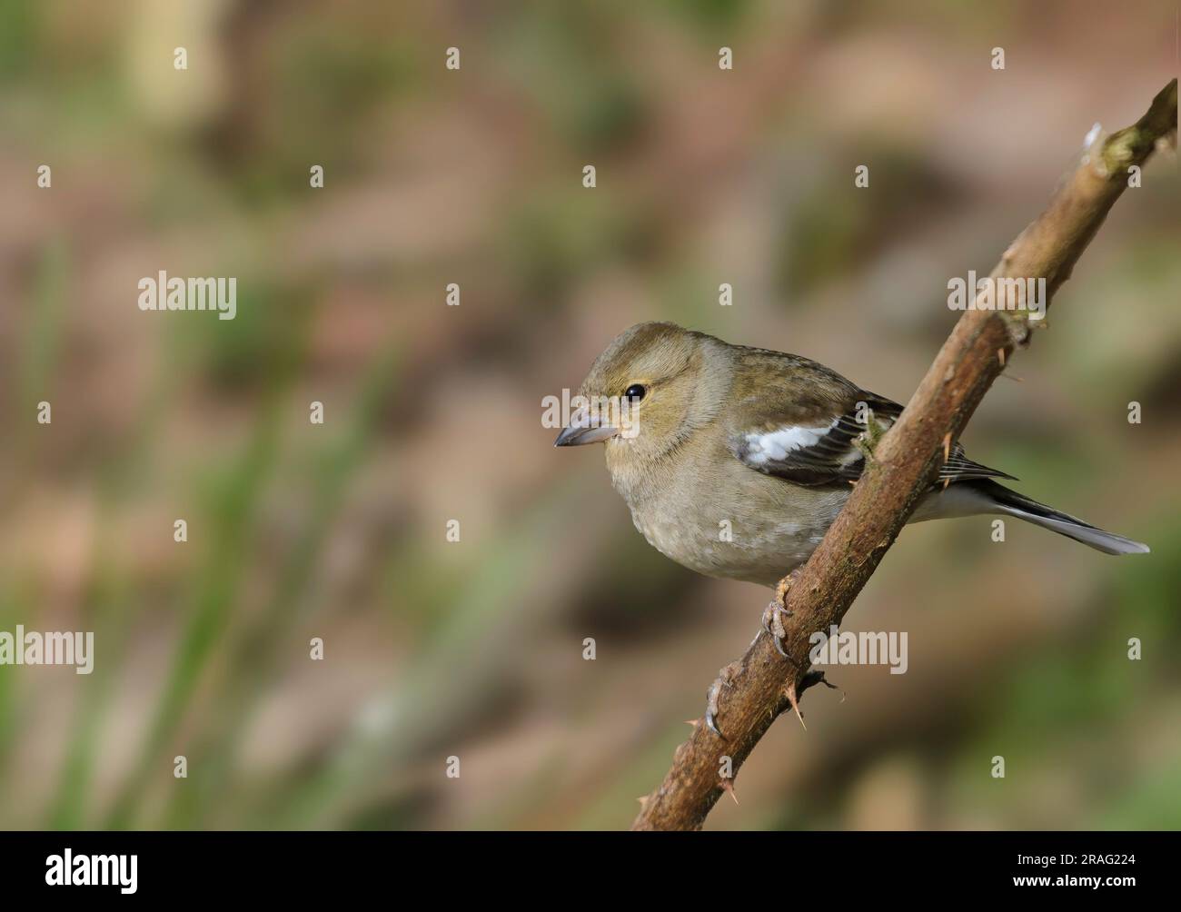 Chaffinch, Fringilla coelebs, appollaiati su un gambo bramble Foto Stock