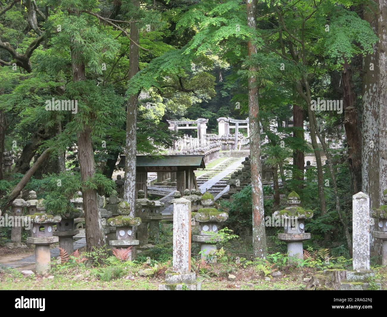 Ammira attraverso gli alberi di filari di lanterne di pietra il tempio buddista Tokoji, un ambiente tranquillo e spirituale per il luogo di sepoltura dei signori feudali. Foto Stock