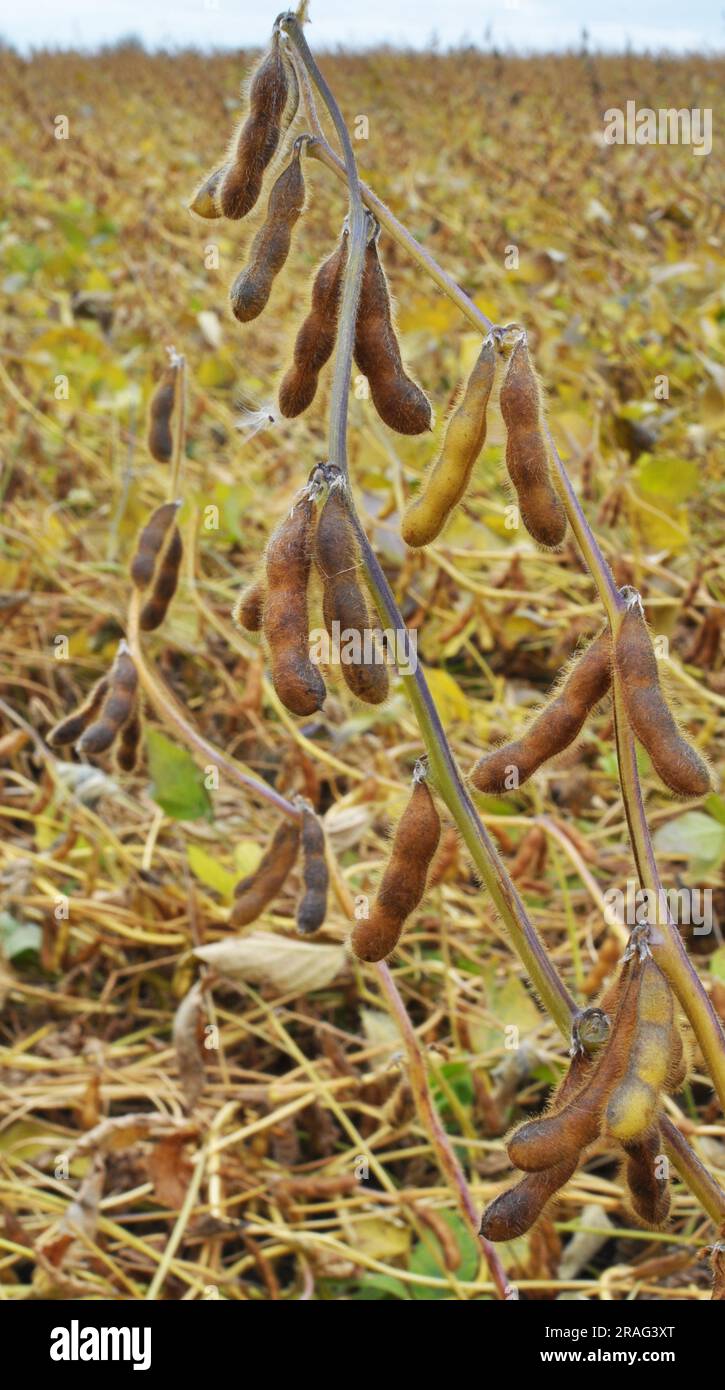 Su un campo di fattoria su una pianta semi di soia maturano Foto Stock