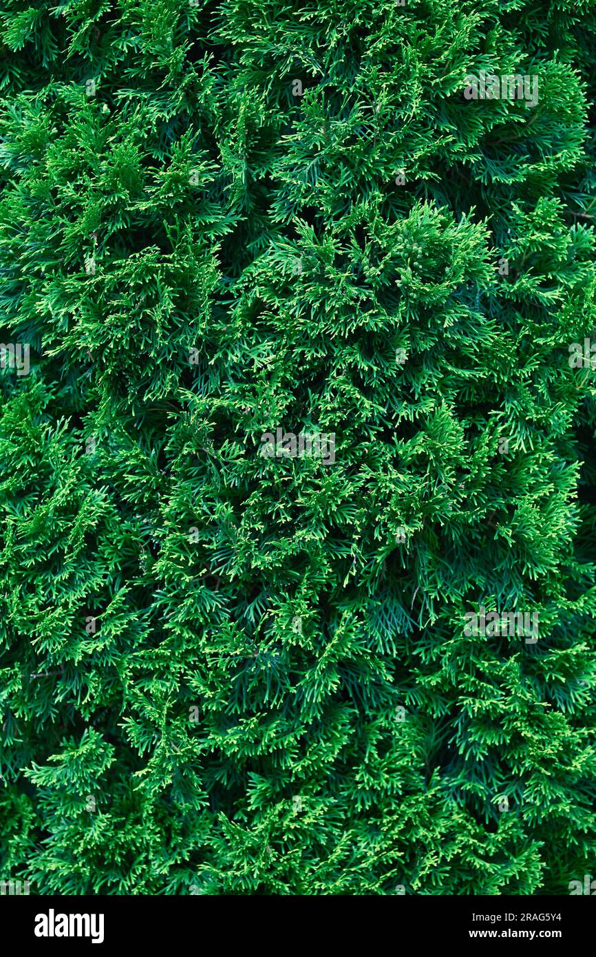 Splendida trama verde di foglie di thuja da vicino. Sfondo di rami di thuja. Splendido sfondo naturale. Foto Stock