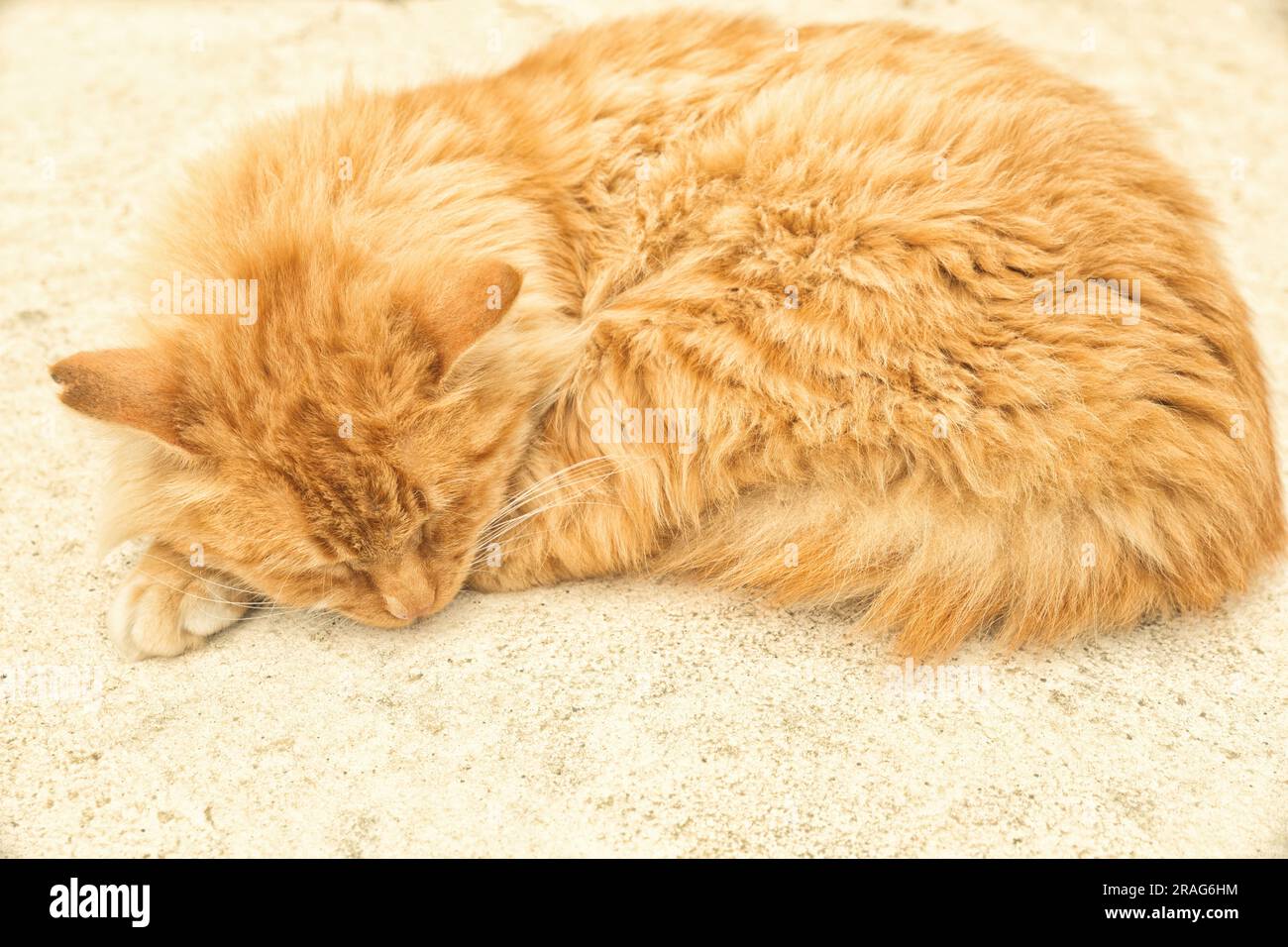 Gatto peloso Tabby che dorme tranquillamente nel ritratto completo del profilo del corpo Foto Stock