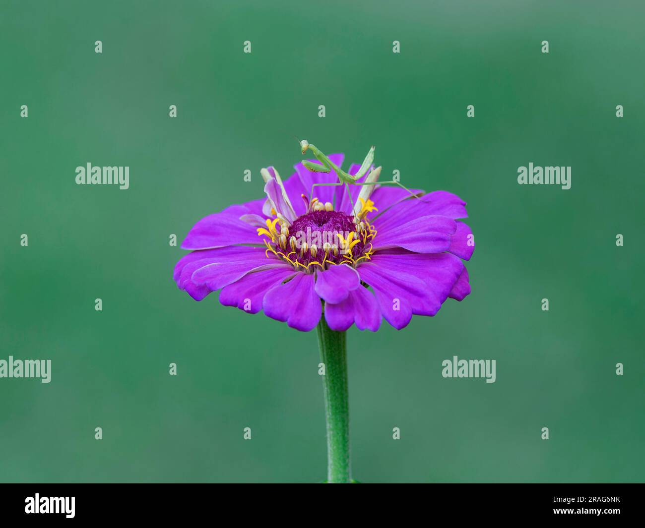 Mantis, Mantodea, comunemente noto come mantis preghiere, un insetto carnivoro, che riposa su un fiore di zinnia in attesa di un pasto in un giardino di casa. Foto Stock