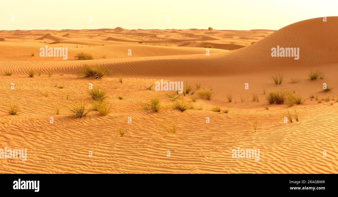 Paesaggio desertico Dubai, Emirati Arabi Uniti Foto Stock