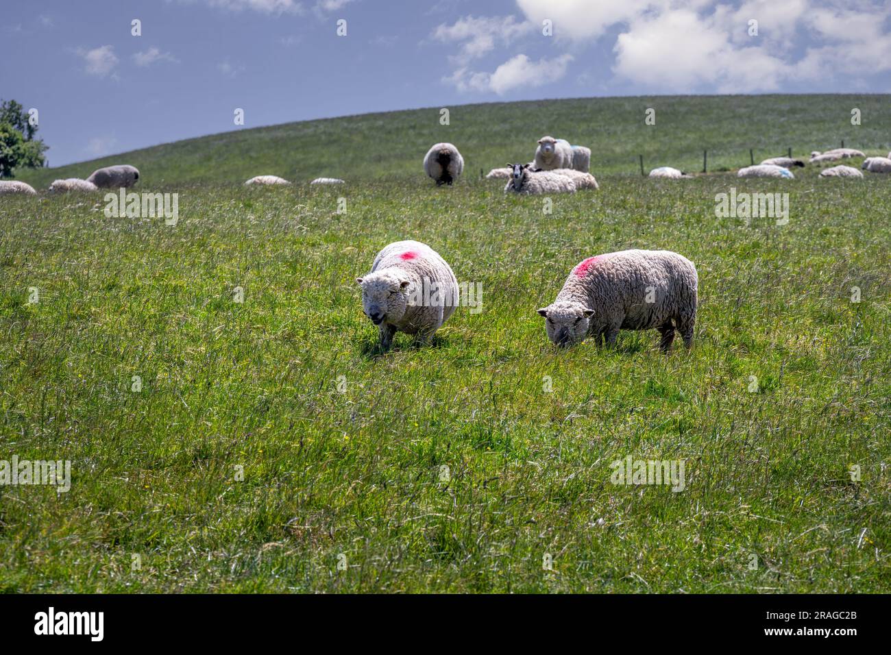 Pecore nella riserva naturale Malling Down, East Sussex, Inghilterra Foto Stock