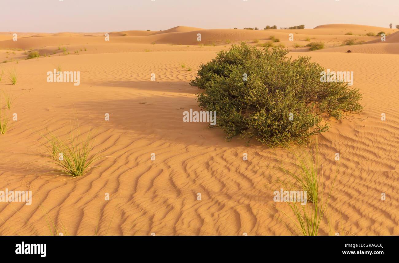 Paesaggio desertico Dubai, Emirati Arabi Uniti Foto Stock