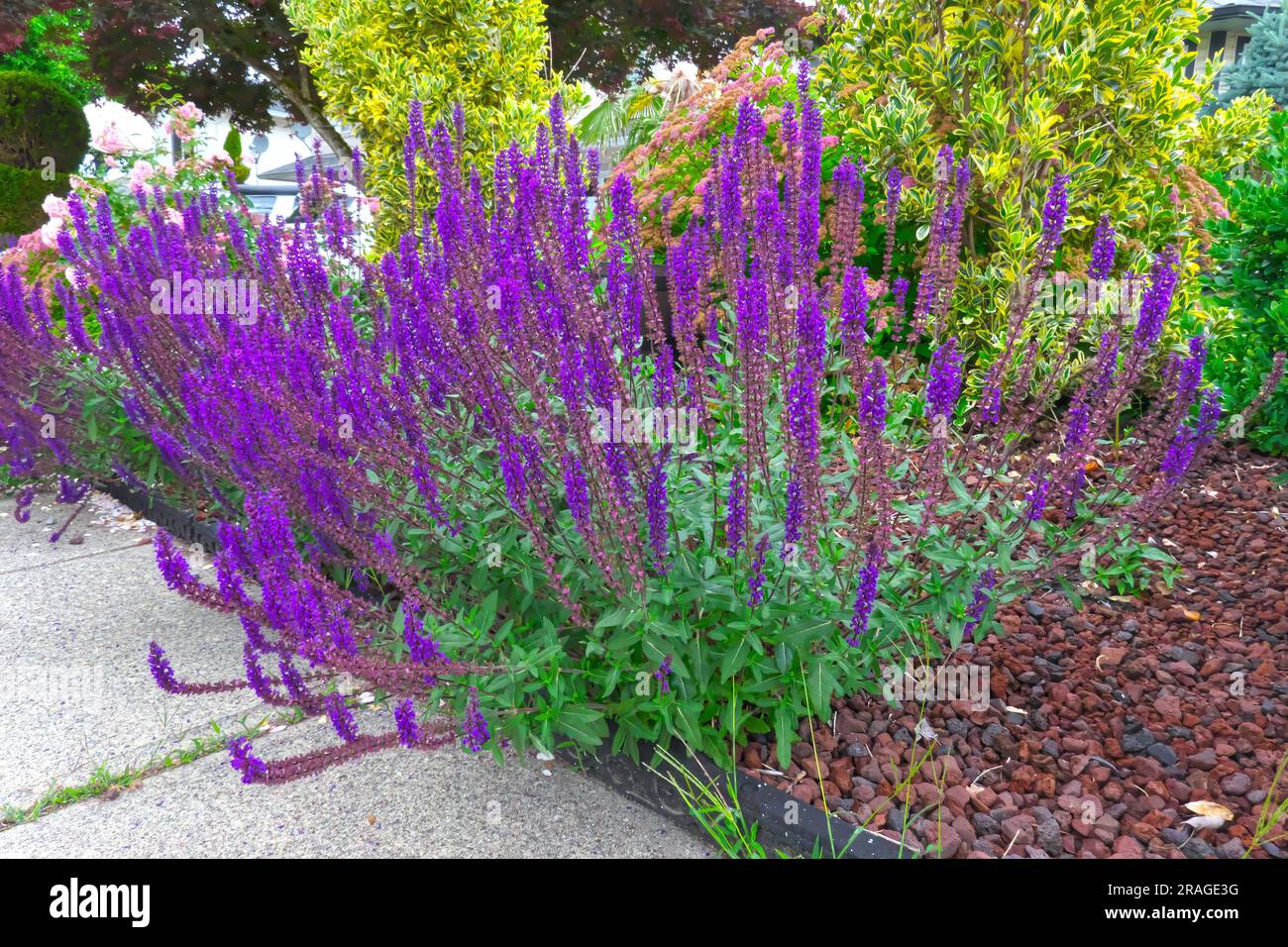 Salvia nemorosa - una salvia boschiva, un clario balcanico, una salvia blu o una salvia selvatica - resistente erbacea perenne. B.C., Canada. Foto Stock