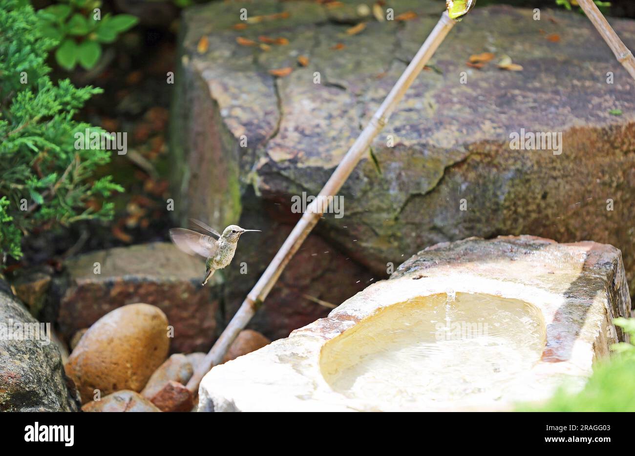 Hummingbird battenti Foto Stock