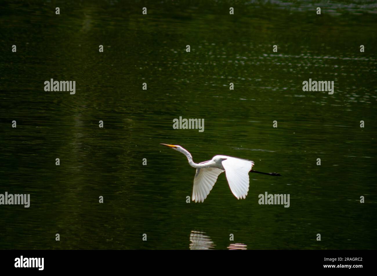 Eastern Great Egret, Ardea alba modesta, in volo, Hasties Swamp, Australia. Foto Stock