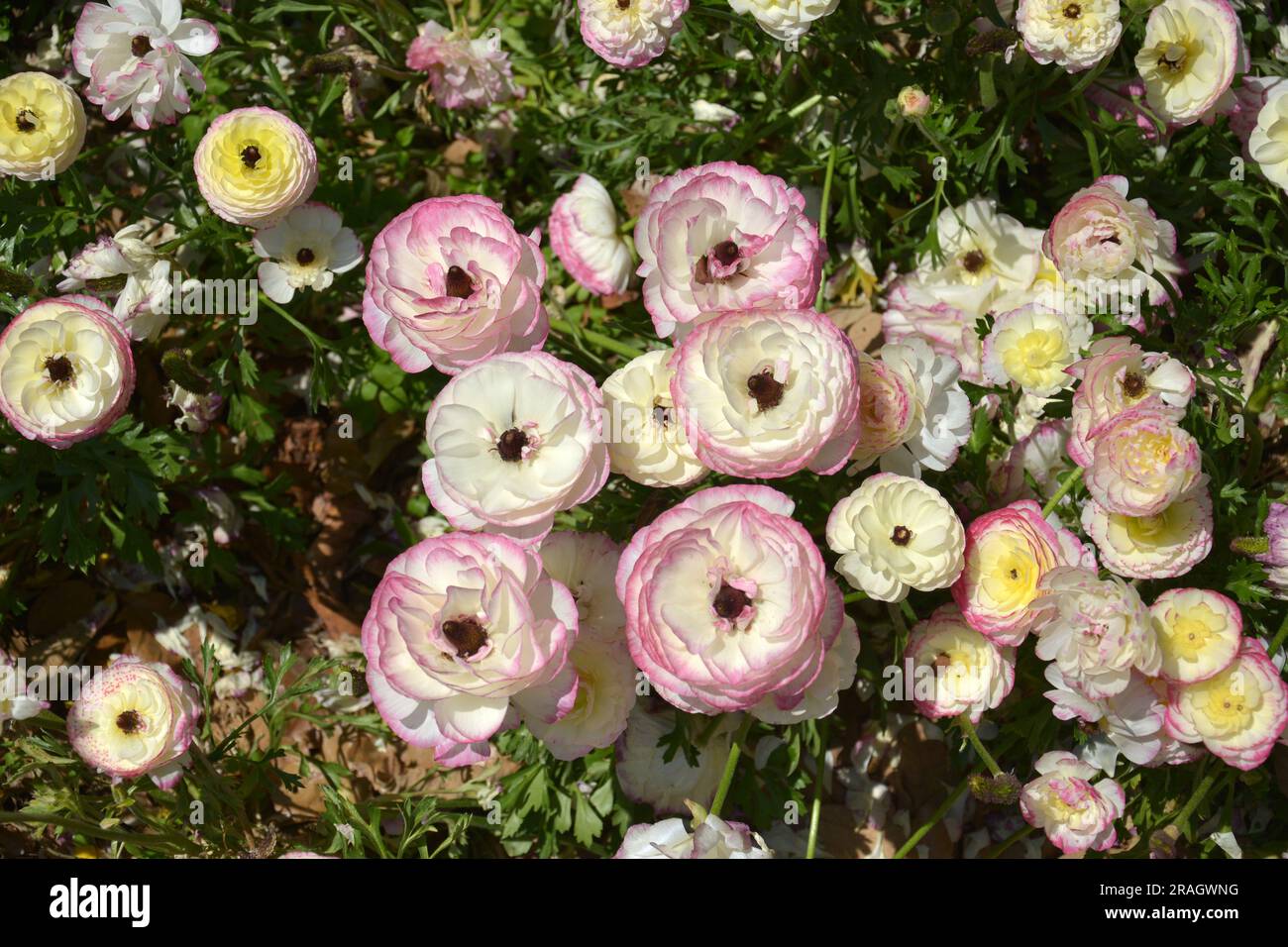 Gruppi di Ranunculus asiaticus rosa chiaro fioriscono nel pomeriggio soleggiato Foto Stock