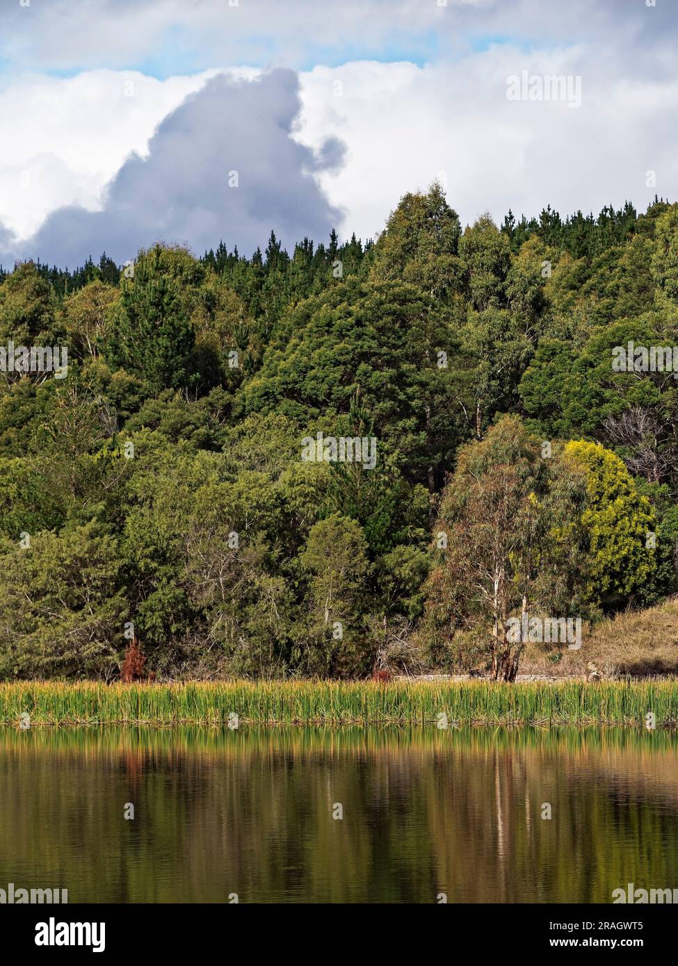 Ballarat Australia / Kirks Reservoir Park è una splendida posizione. Il bacino idrico fornisce acqua potabile per Balllarat e dintorni. Ci sono anche f Foto Stock