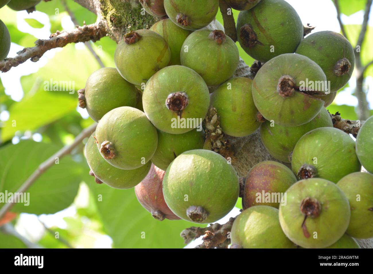 Gruppi di Ficus auriculata sul ramo nel pomeriggio soleggiato Foto Stock