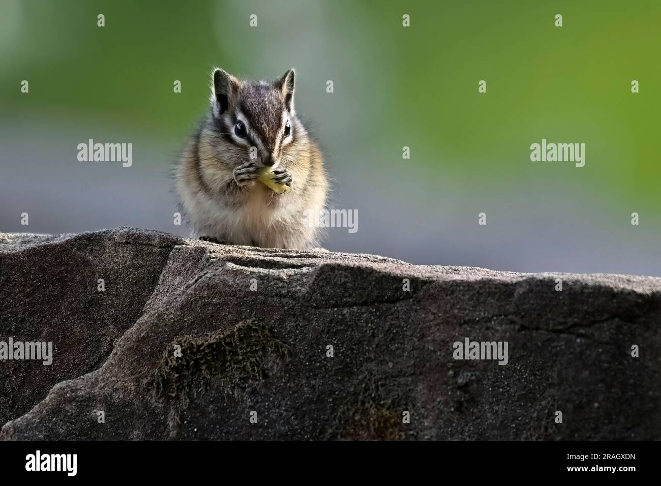Una vista frontale di un po' di chipmunk, 'Eutamias minimus', che riposa su una roccia e che mangia un pezzo di vegetazione verde Foto Stock