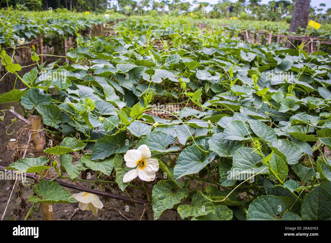 Diversi tipi di verdure e fiori Foto Stock