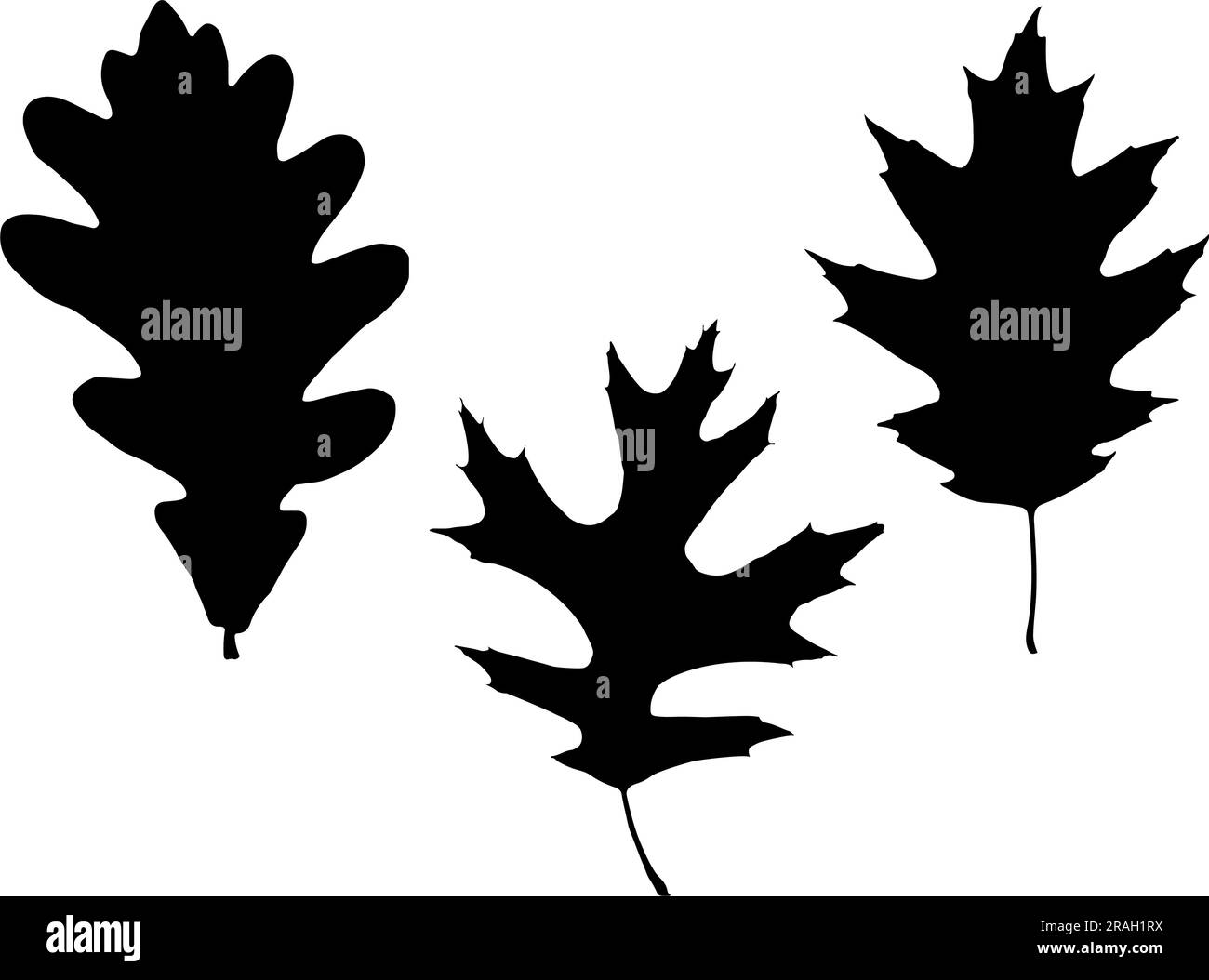 Set di silhouette a foglia di quercia Illustrazione Vettoriale