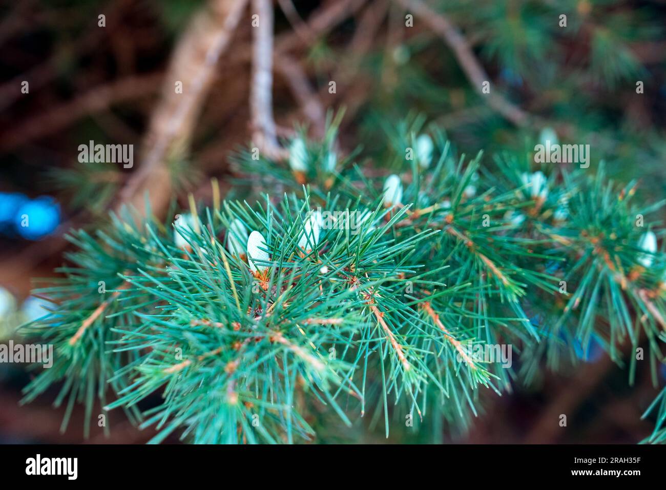 Splendido ramo verde di pino Foto Stock