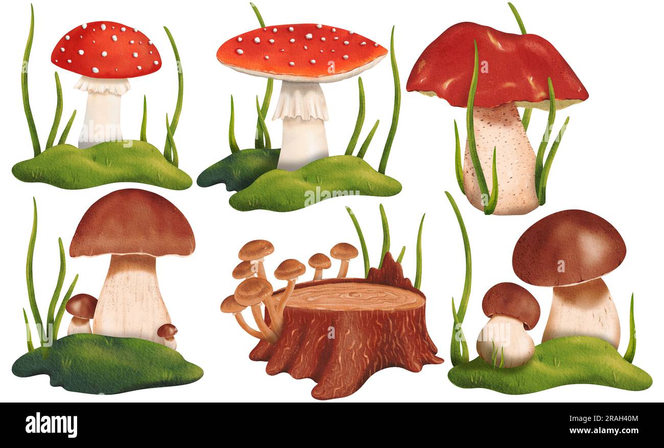 Un set di deliziosi porcini, un bolo di coppa d'arancia al miele e un fungo velenoso rosso agarico nella foresta. Illustrazione ad acquerello isolato - Foto Stock