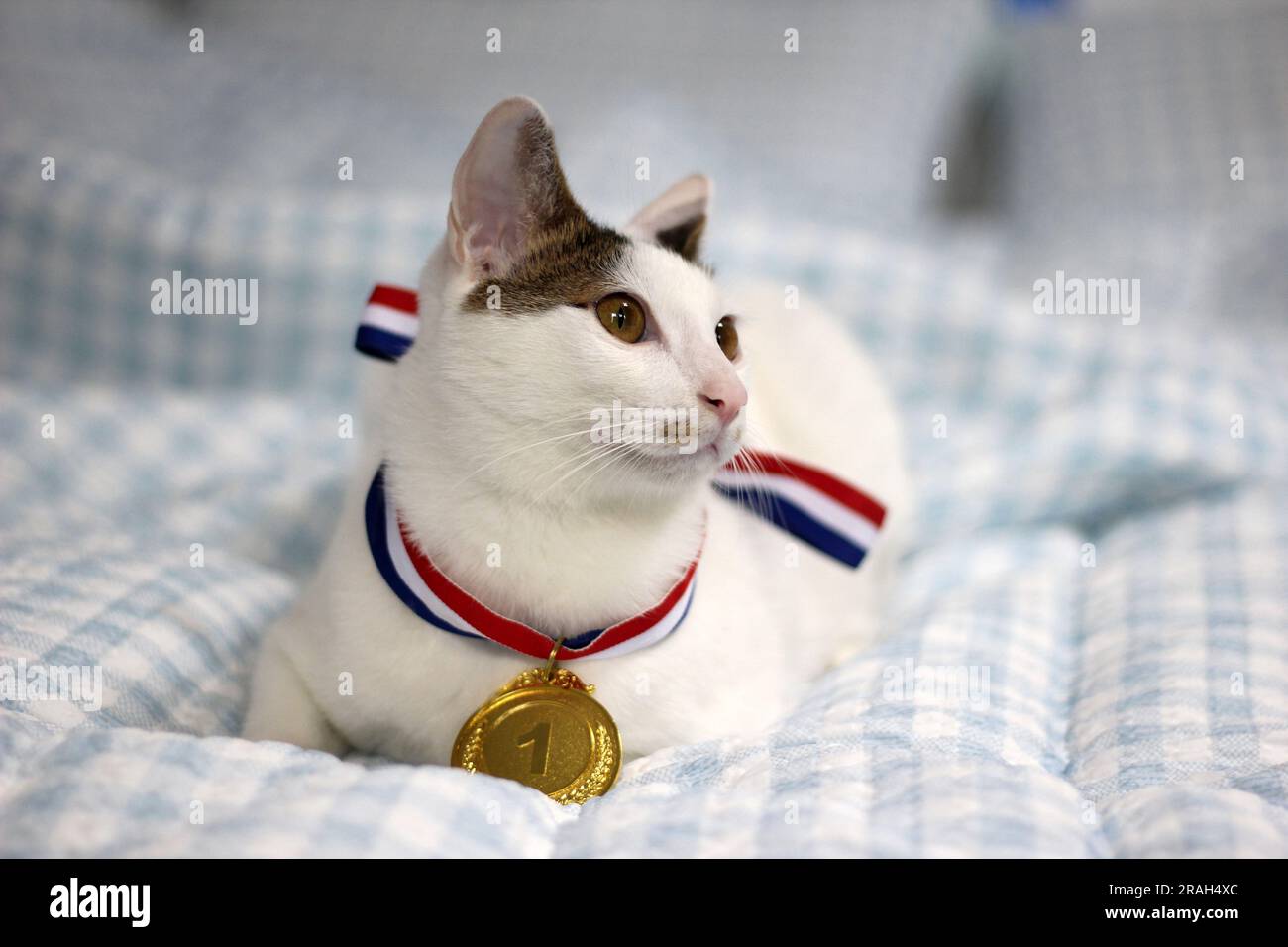 Gatto Bobtail giapponese che indossa una medaglia d'oro intorno al collo Foto Stock