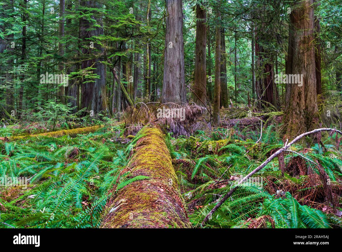 Alberi giganti e vegetazione lussureggiante nel Cathedral Grove del MacMillan Provincial Park, Vancouver Island, British Columbia, Canada. Foto Stock