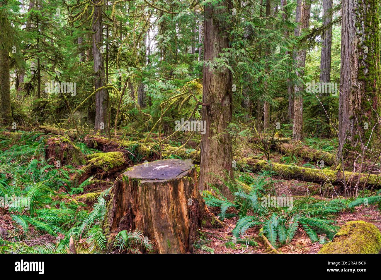 Alberi giganti e vegetazione lussureggiante nel Cathedral Grove del MacMillan Provincial Park, Vancouver Island, British Columbia, Canada. Foto Stock