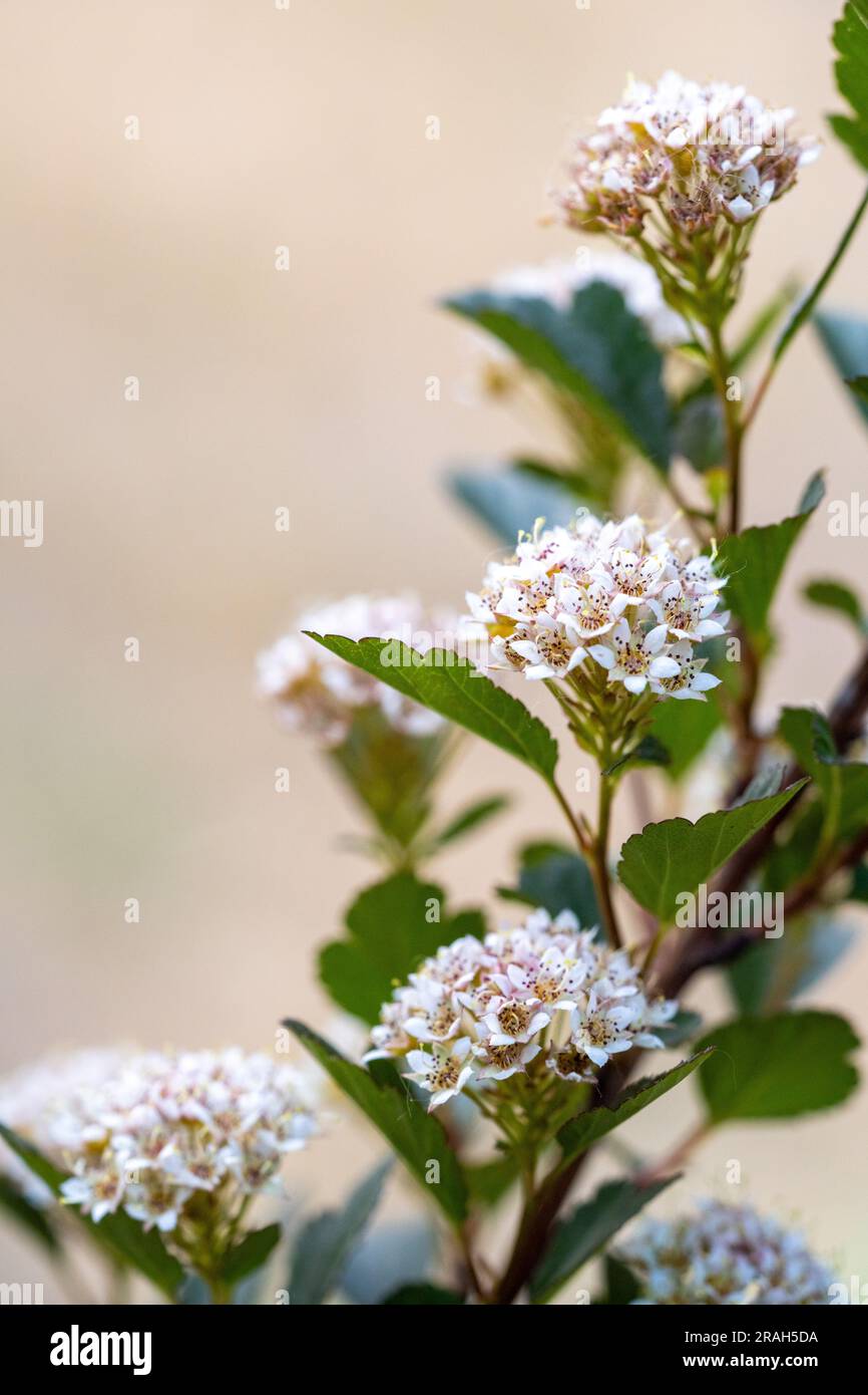 fiori di una corteccia del diavolo Foto Stock