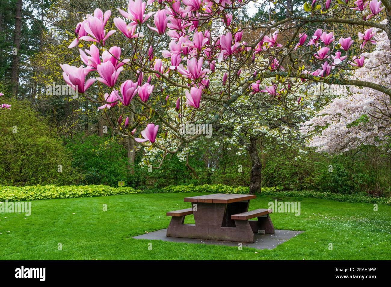 Primavera magnolia fiorisce sugli alberi nel Sax Point Park a Esquimalt, British Columbia, Canada. Foto Stock