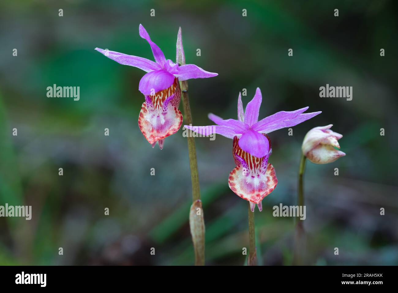 L'orchidea Calypso bulbosa fiorì nell'East Sooke Regional Park, Vancouver Island, British Columbia, Canada. Foto Stock