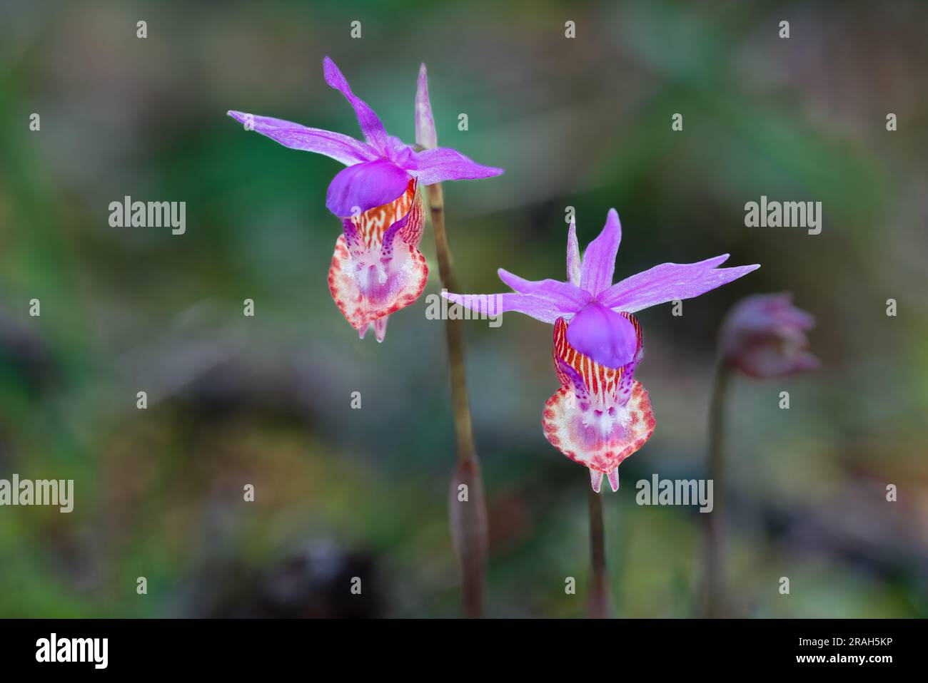 L'orchidea Calypso bulbosa fiorì nell'East Sooke Regional Park, Vancouver Island, British Columbia, Canada. Foto Stock