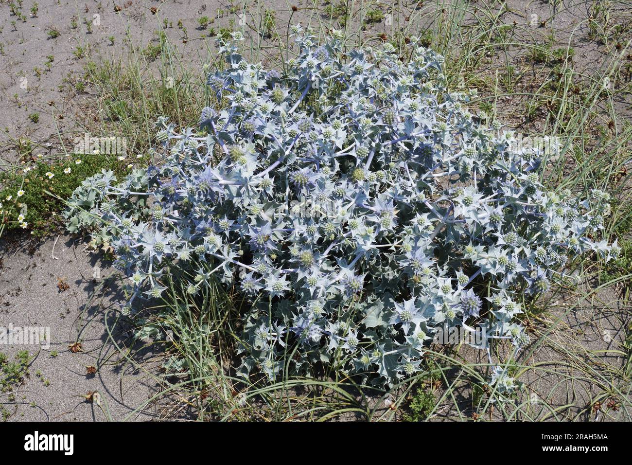 Piante e infiorescenze di eryngo marino, Eryngium maritimum, Apiaceae Foto Stock
