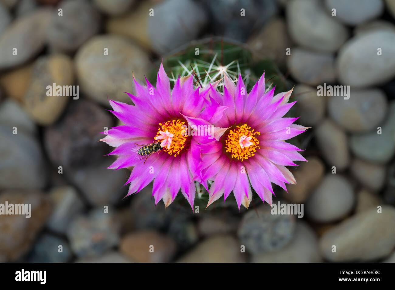 Il cactus pincushion fiorente in un giardino di cactus sul retro, Winkler, Manitoba, Canada. Foto Stock
