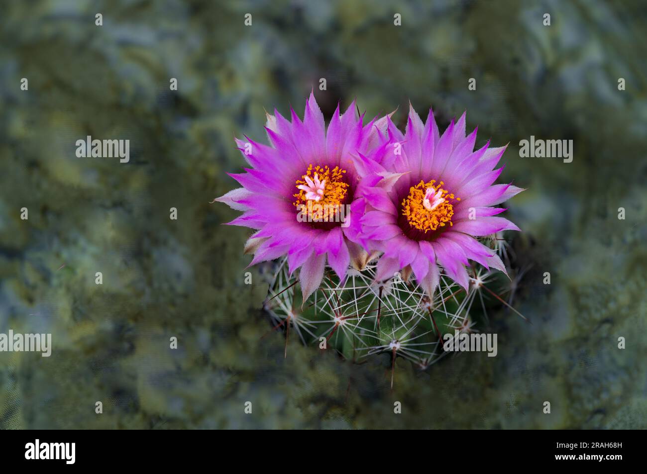 Il cactus pincushion fiorente in un giardino di cactus sul retro, Winkler, Manitoba, Canada. Foto Stock