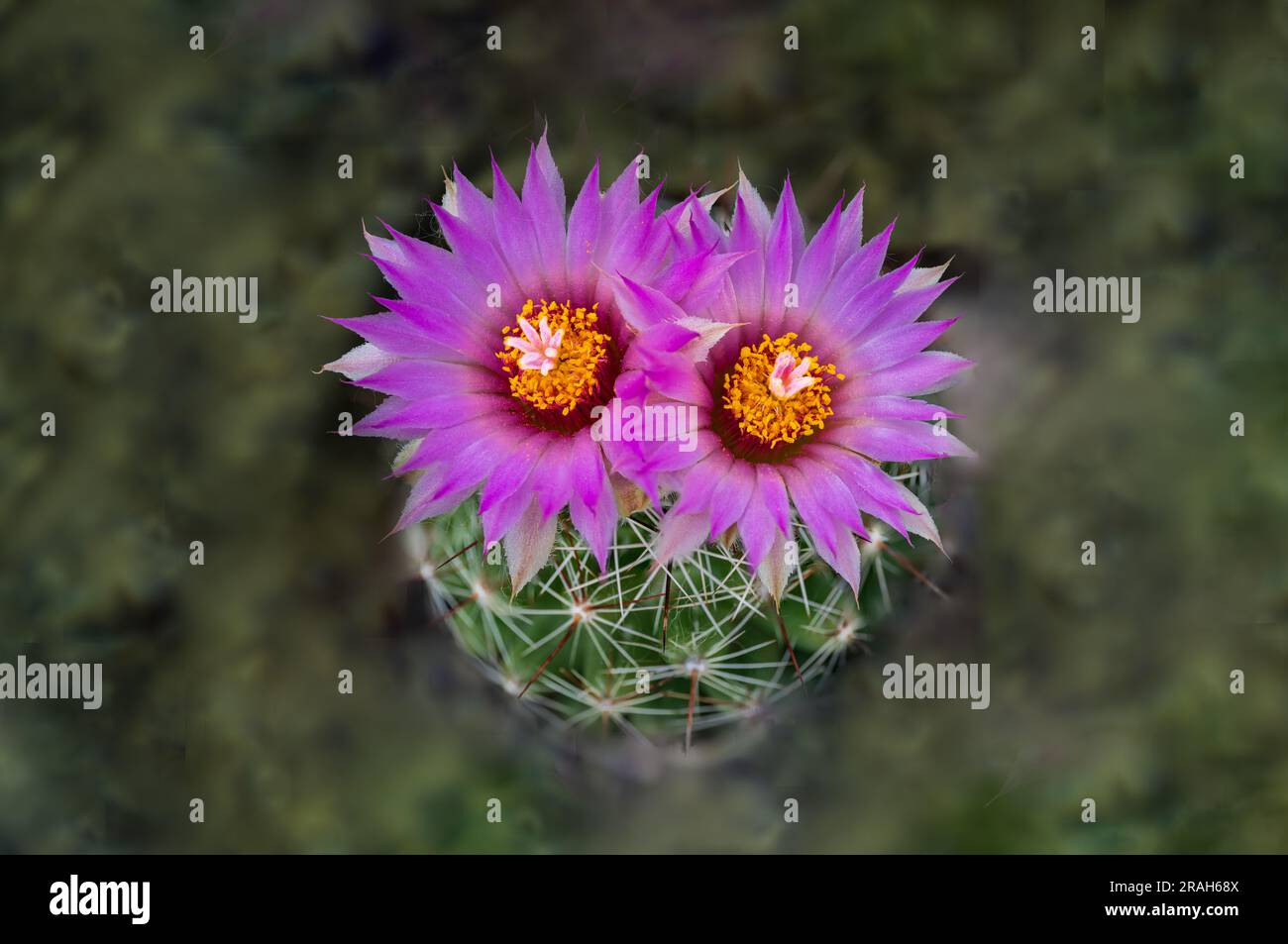 Il cactus pincushion fiorente in un giardino di cactus sul retro, Winkler, Manitoba, Canada. Foto Stock