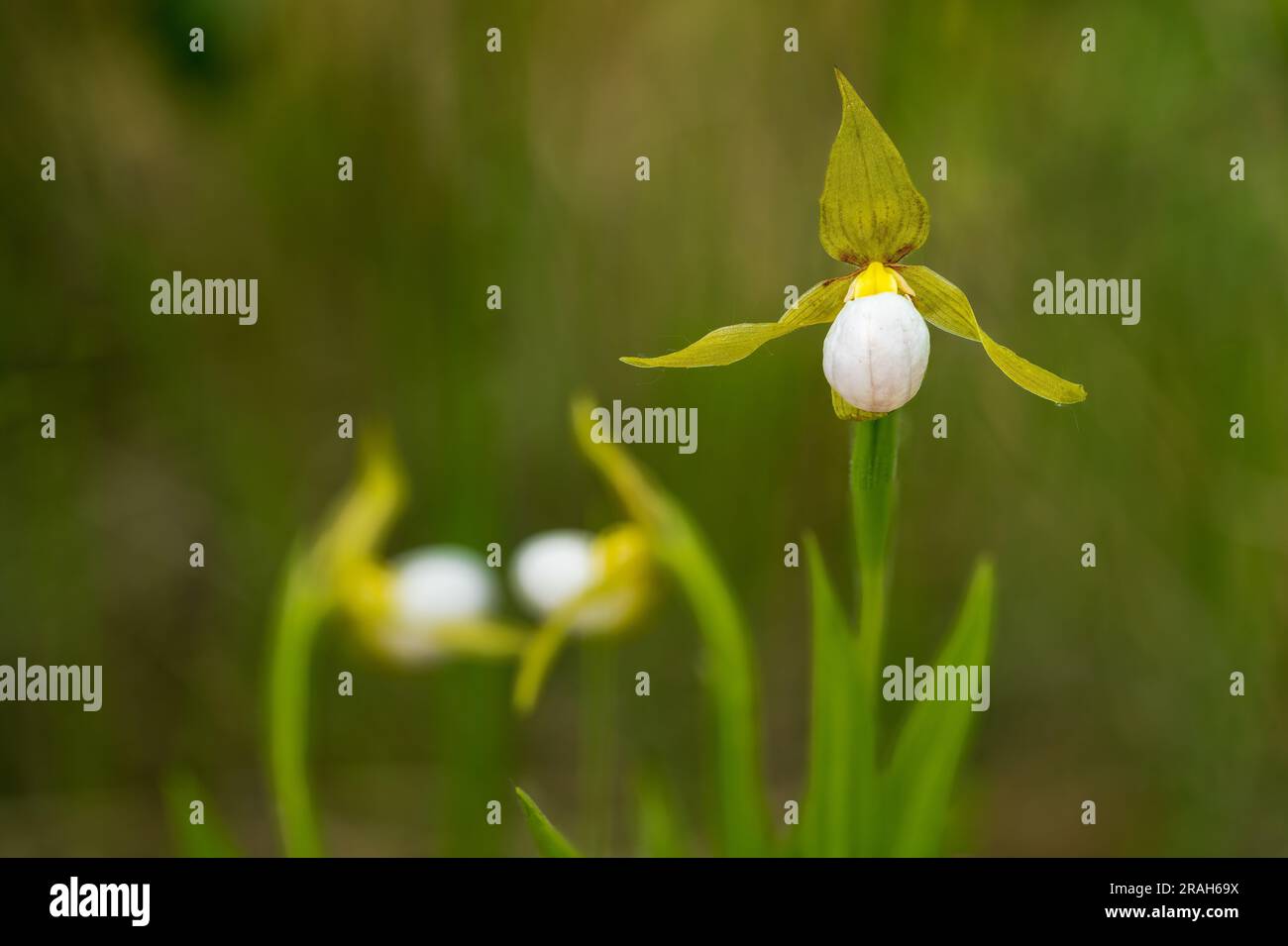 La piccola pantofola bianca che fiorisce nella Tall Grass Prairie vicino a Tolstoi, Manitoba, Canada. Foto Stock