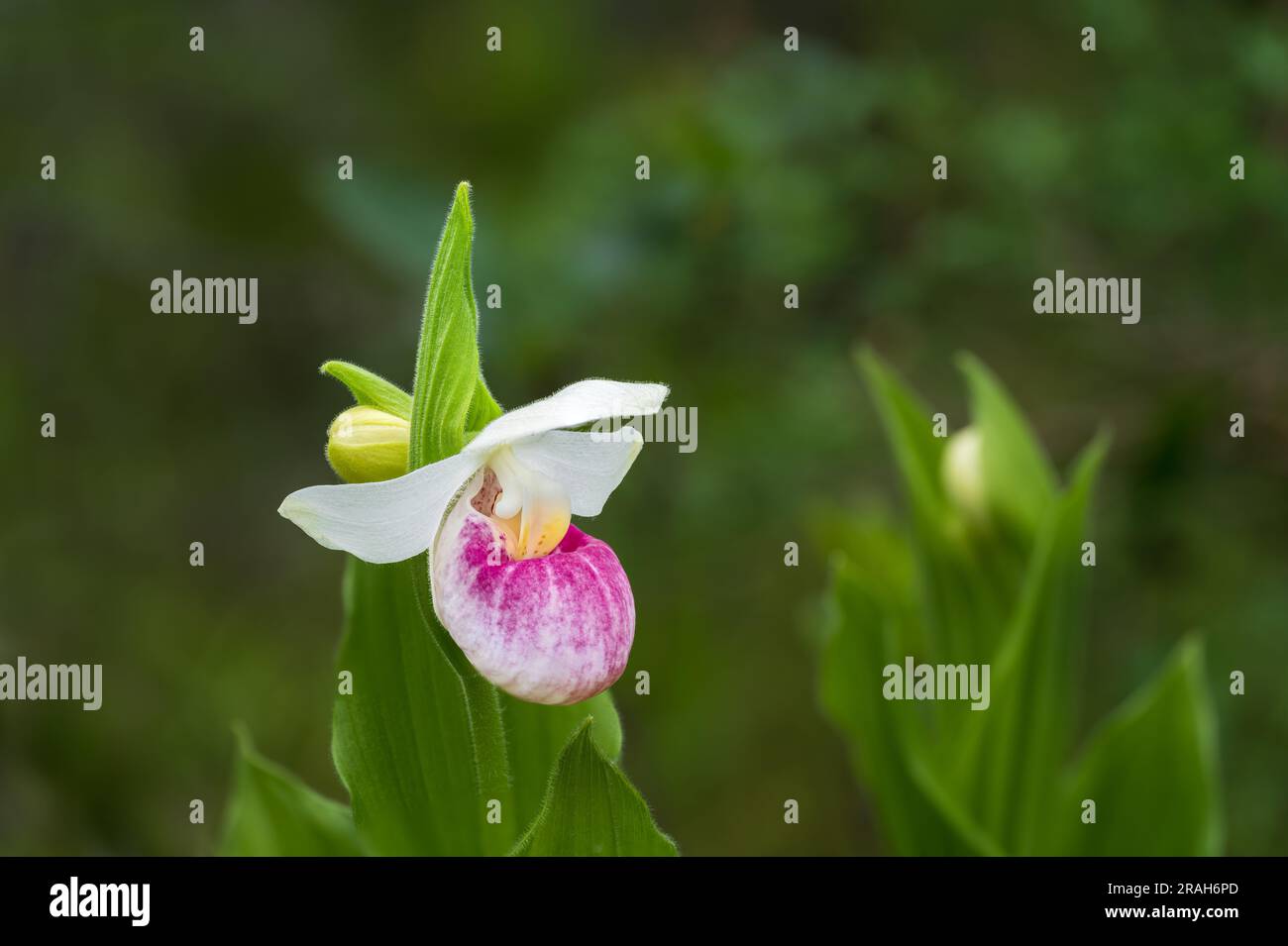 The Showy Pink Lady's Slipper in Stead Road Bog, Manitoba, Canada. Foto Stock