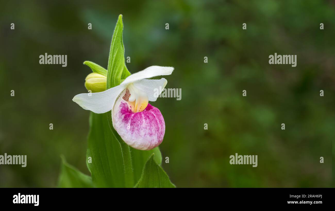 The Showy Pink Lady's Slipper in Stead Road Bog, Manitoba, Canada. Foto Stock