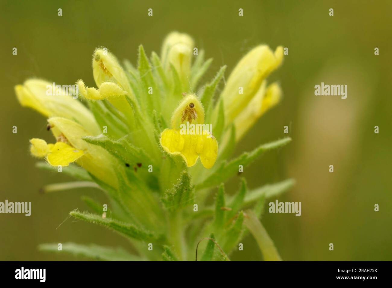 Primo piano naturale su una fiorita bartsia gialla europea o erba dorata, Parentucellia viscosa Foto Stock