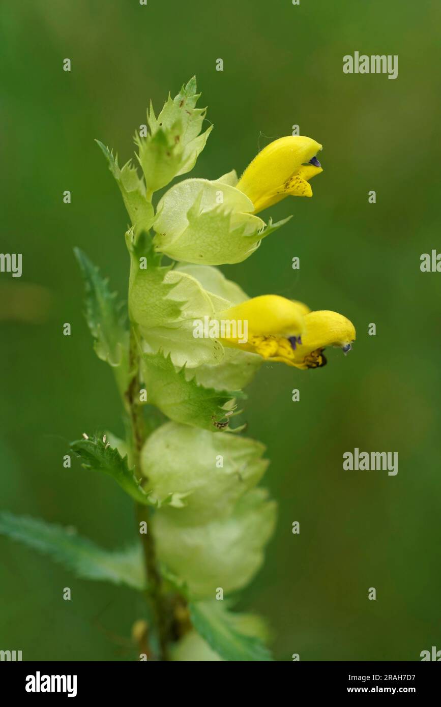 Primo piano naturale su un sonaglino giallo più grande fiorito , Rhinanthus angustifolius, una pianta di parassita radicale Foto Stock