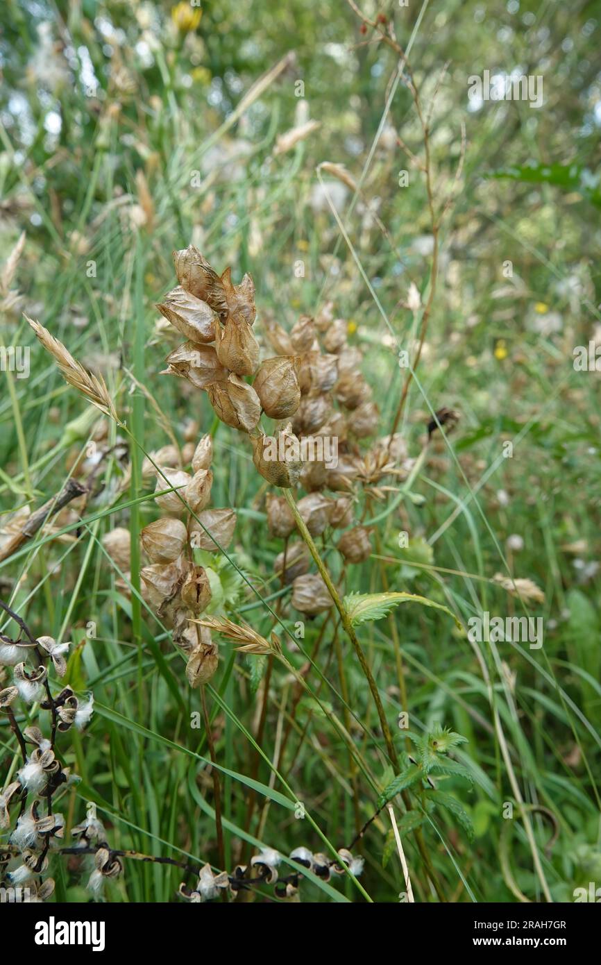 Primo piano naturale su scatole di semi essiccate del maggiore sonaglino giallo , Rhinanthus angustifolius, una pianta di parassiti radicali Foto Stock