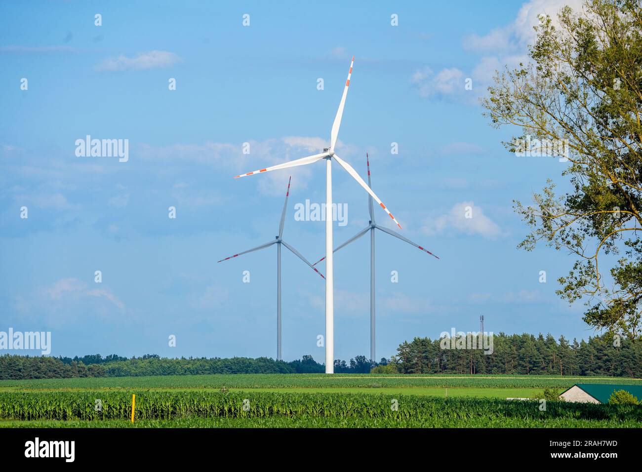 Turbine eoliche sul campo. Fonti energetiche rinnovabili. Turbine elettriche. Mills sul campo. Energia e potenza. Foto Stock