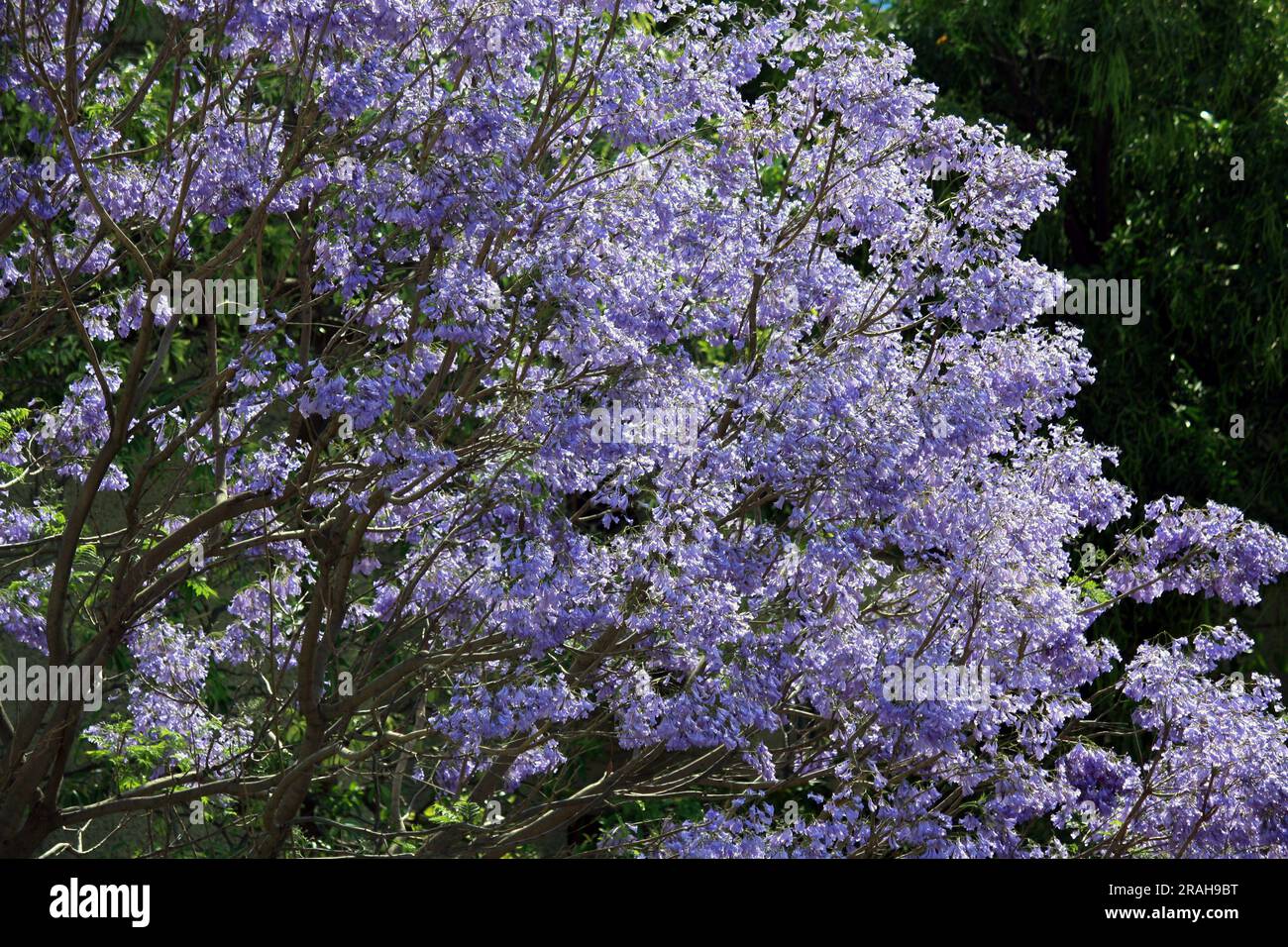 Jacaranda blu (Jacaranda mimosifolia) albero in fiore : (pix Sanjiv Shukla) Foto Stock