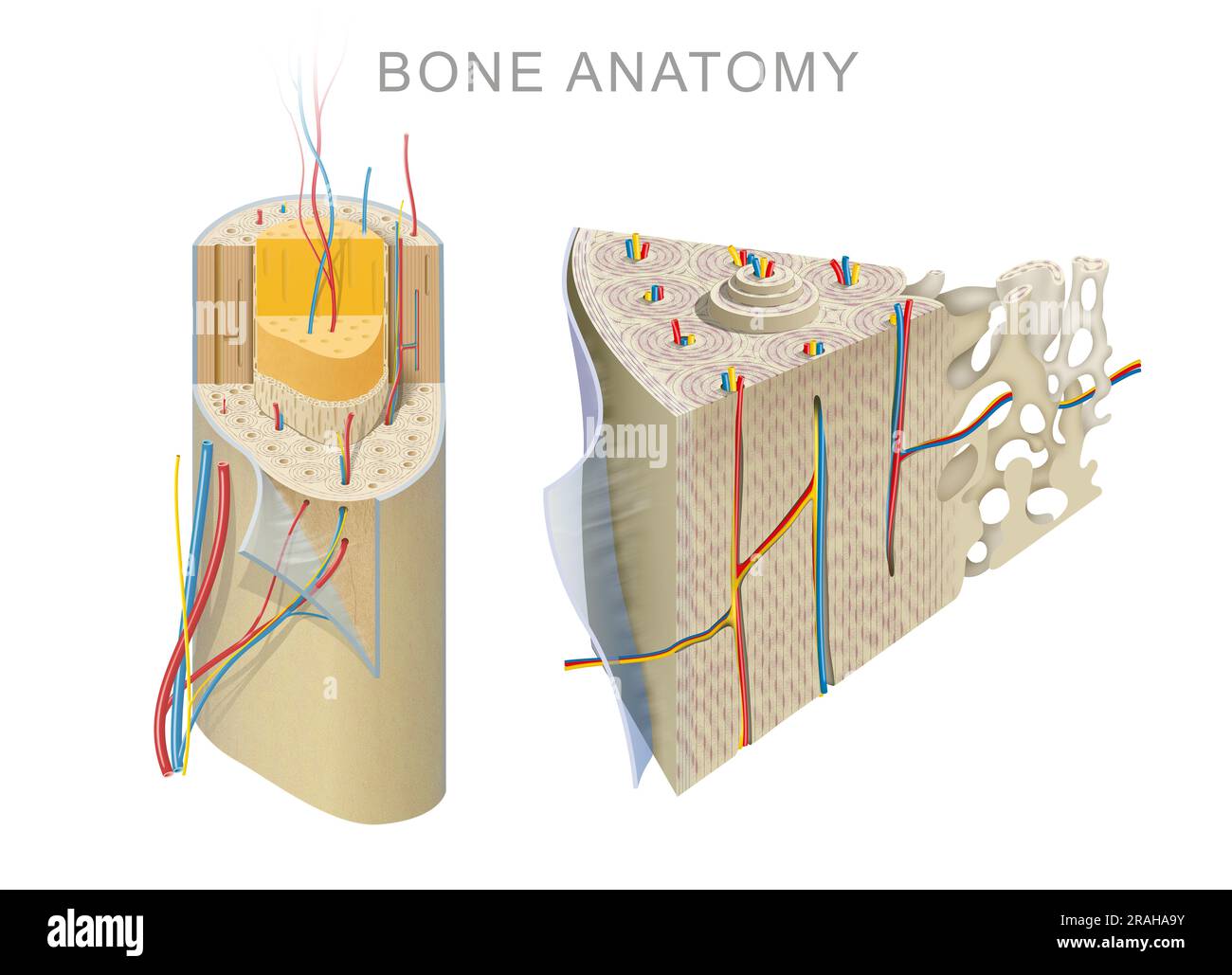 Anatomia di un osso lungo Foto Stock