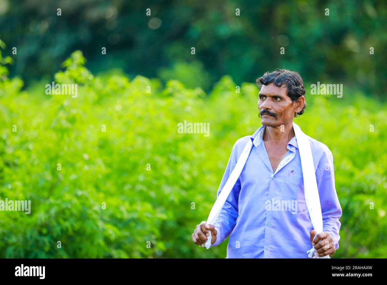 Contadino indiano che tiene il cotone in mano , felice e giovane agricoltore Foto Stock